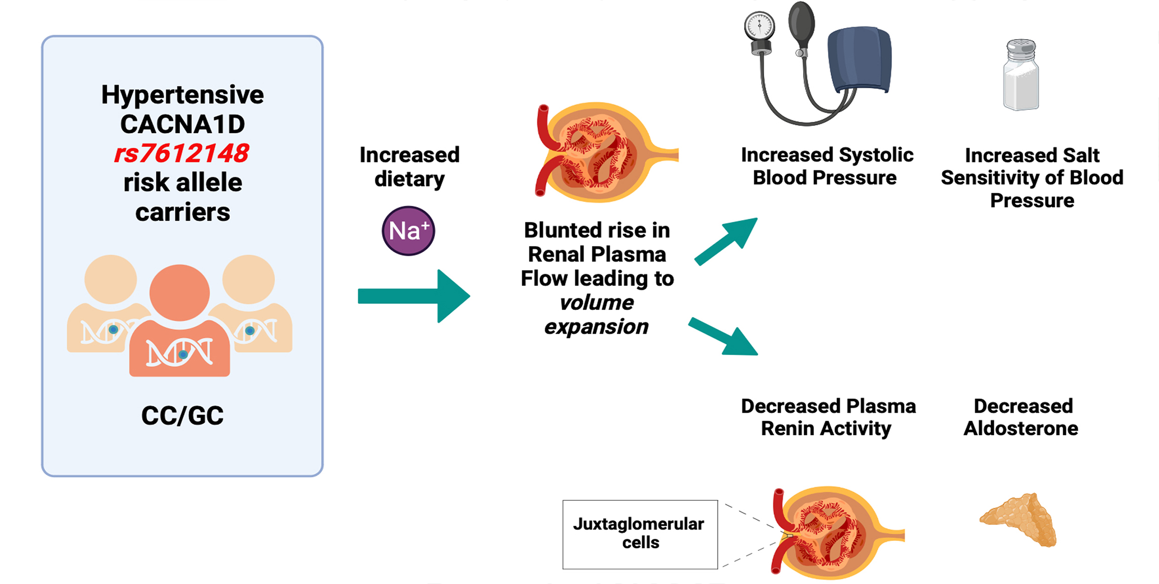 CACNA1D Gene Polymorphisms Associate With Increased Blood Pressure and Salt Sensitivity of Blood Pressure in White Individuals
